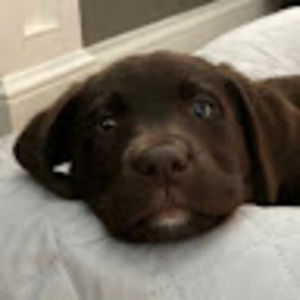 Meet your Posher, Isabelle